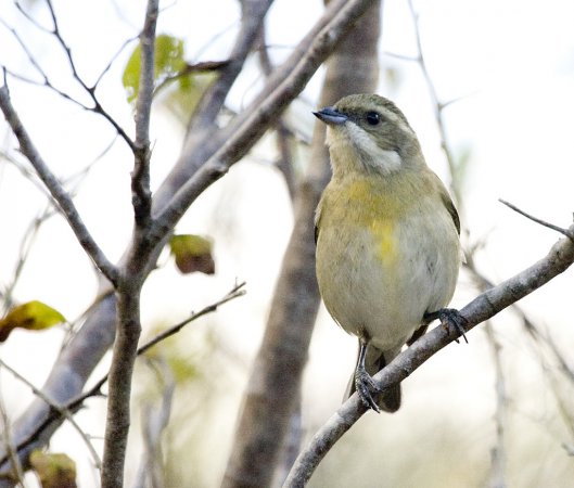 Photo (2): Western Spindalis