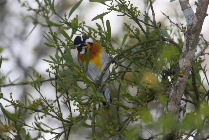 Photo (14): Western Spindalis
