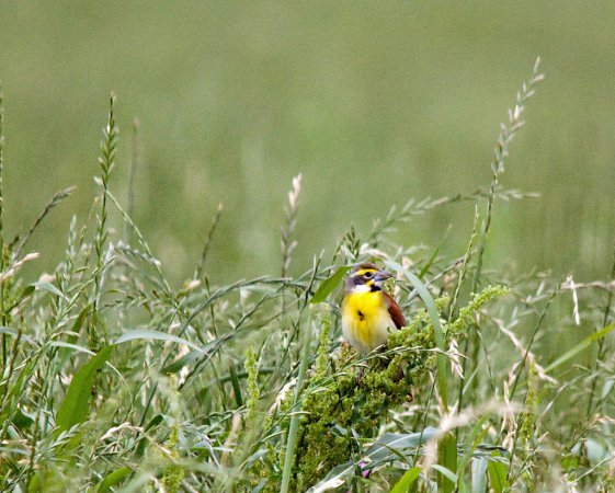 Photo (16): Dickcissel
