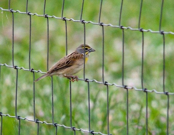 Photo (5): Dickcissel
