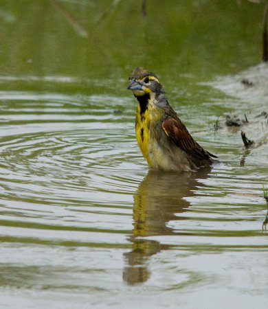 Photo (18): Dickcissel
