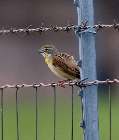 Photo (14): Dickcissel