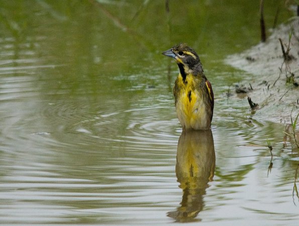 Photo (17): Dickcissel