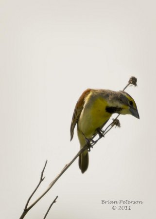 Photo (15): Dickcissel