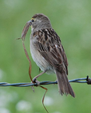 Photo (10): Dickcissel