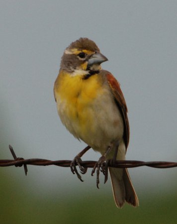 Photo (1): Dickcissel