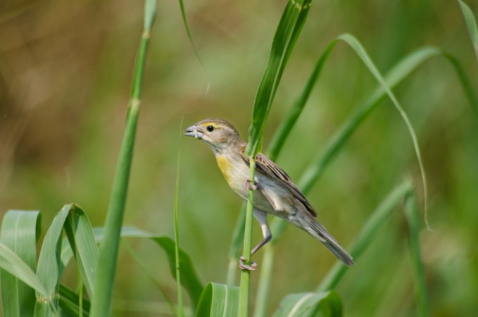 Photo (4): Dickcissel