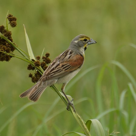 Photo (3): Dickcissel