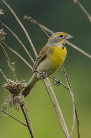 Photo (6): Dickcissel