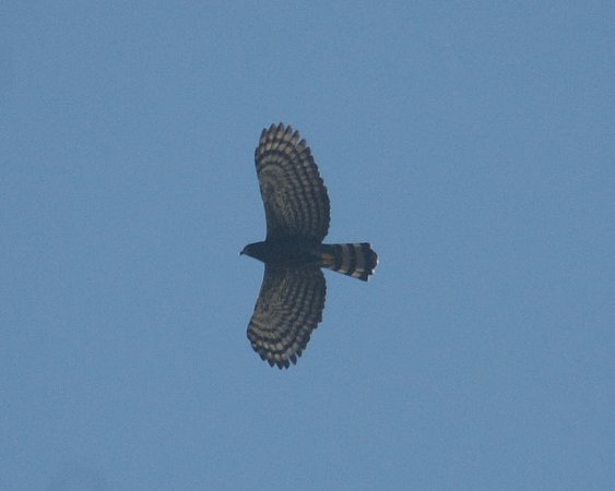 Photo (3): Black Hawk-Eagle