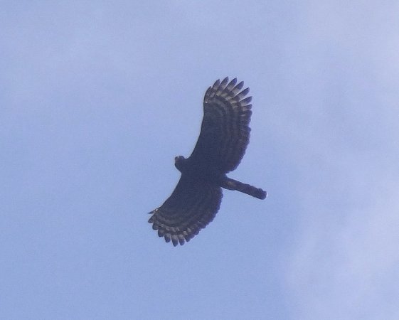 Photo (10): Black Hawk-Eagle