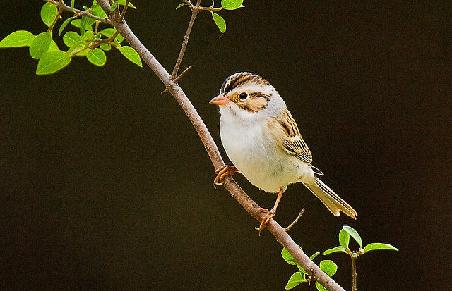 Photo (2): Clay-colored Sparrow