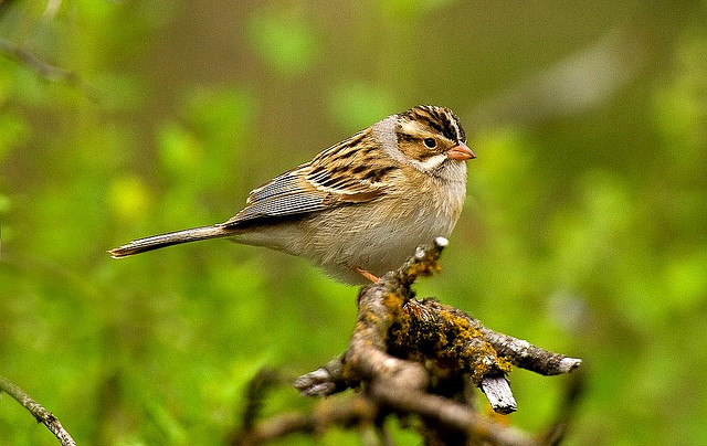 Photo (1): Clay-colored Sparrow