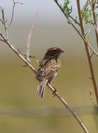 Photo (6): Clay-colored Sparrow
