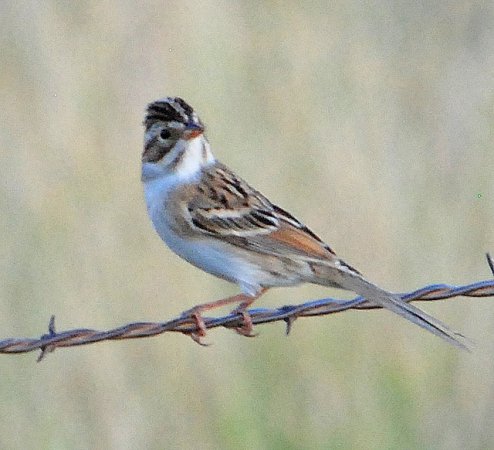 Photo (13): Clay-colored Sparrow