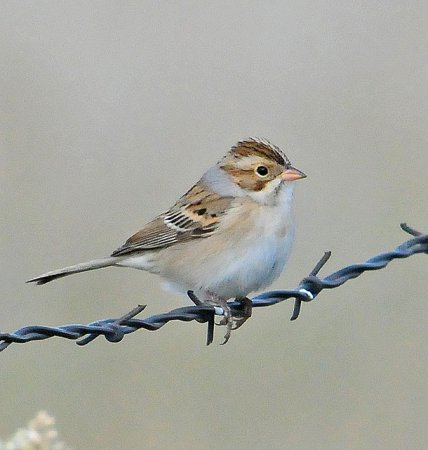 Photo (4): Clay-colored Sparrow