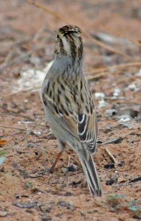 Photo (14): Clay-colored Sparrow