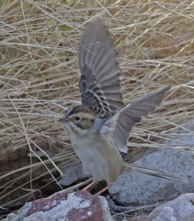 Photo (18): Clay-colored Sparrow