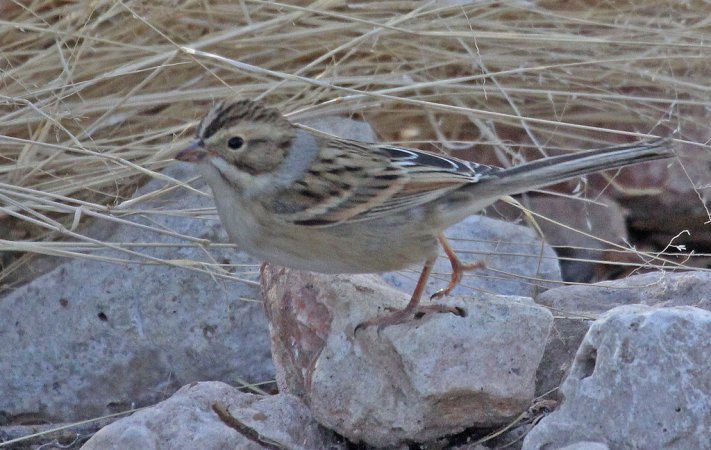 Photo (16): Clay-colored Sparrow