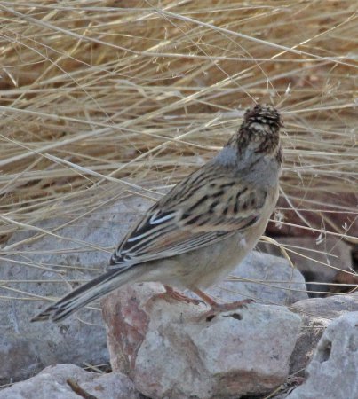 Photo (17): Clay-colored Sparrow