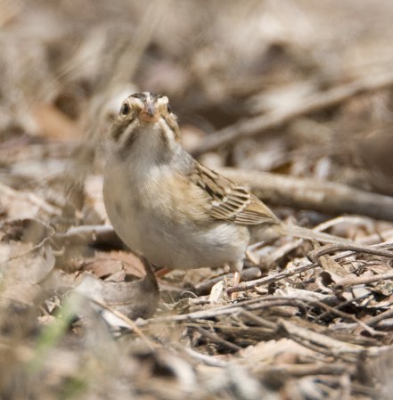 Photo (20): Clay-colored Sparrow