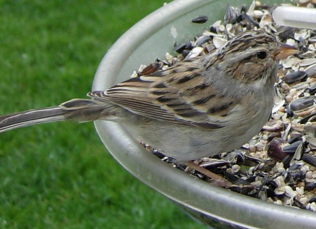 Photo (19): Clay-colored Sparrow