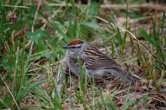 Photo (4): Chipping Sparrow