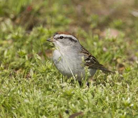 Photo (2): Chipping Sparrow