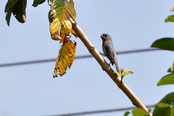 Photo (1): Chestnut-bellied Seedeater