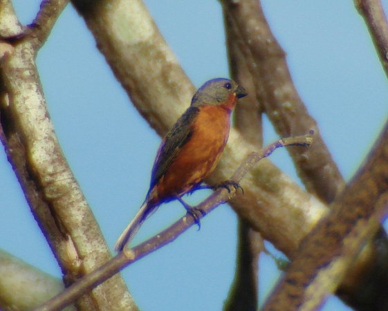 Photo (1): Ruddy-breasted Seedeater