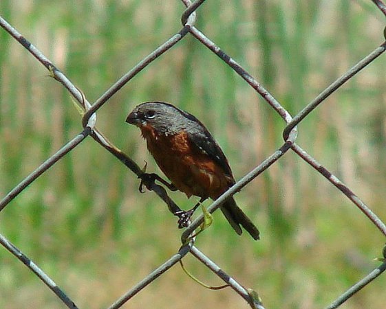 Photo (3): Ruddy-breasted Seedeater