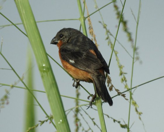Photo (6): Ruddy-breasted Seedeater