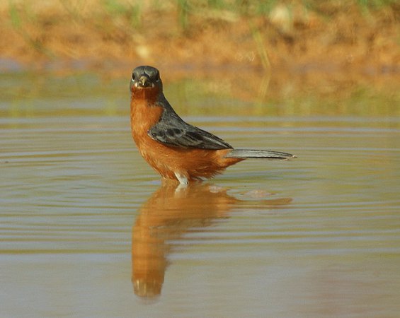 Photo (7): Ruddy-breasted Seedeater