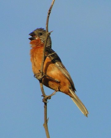 Photo (4): Ruddy-breasted Seedeater