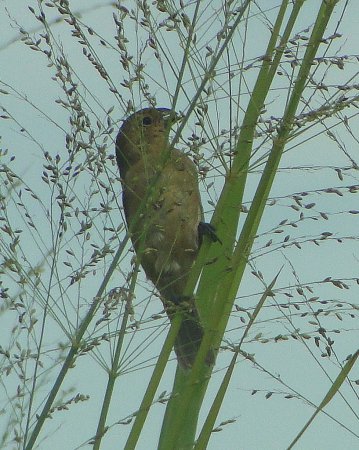 Photo (12): Ruddy-breasted Seedeater