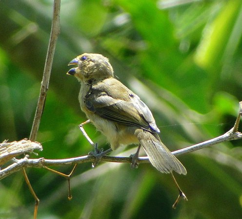 Photo (5): Ruddy-breasted Seedeater