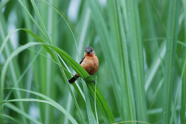 Photo (9): Ruddy-breasted Seedeater