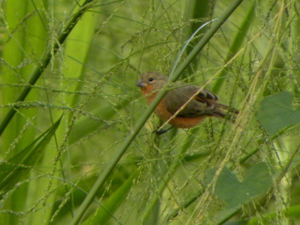 Photo (11): Ruddy-breasted Seedeater