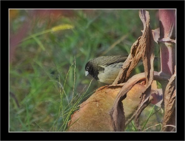 Photo (5): Yellow-bellied Seedeater