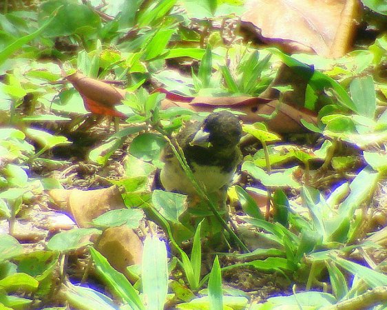 Photo (8): Yellow-bellied Seedeater