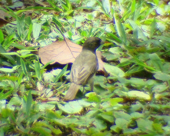 Photo (12): Yellow-bellied Seedeater