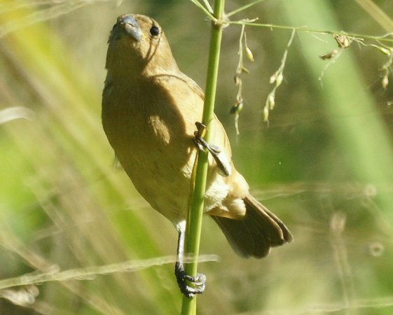 Photo (13): Yellow-bellied Seedeater
