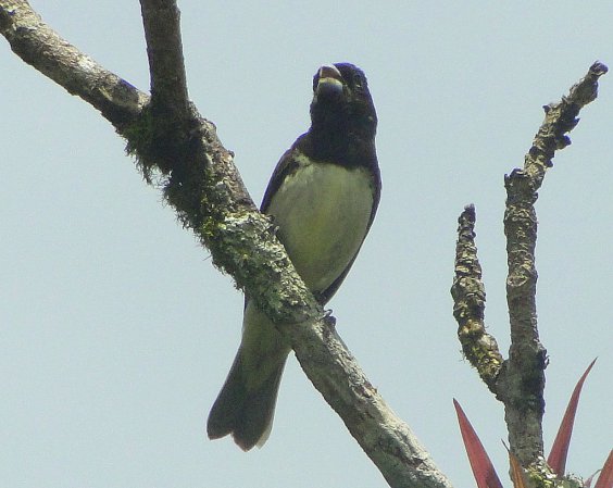 Photo (1): Yellow-bellied Seedeater