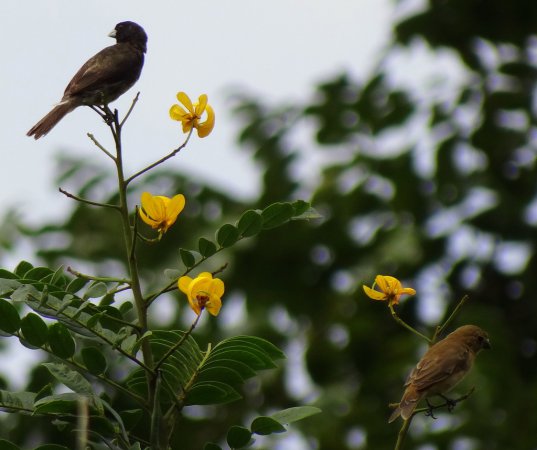 Photo (14): Yellow-bellied Seedeater