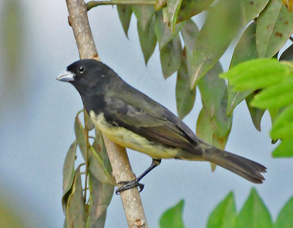 Photo (3): Yellow-bellied Seedeater