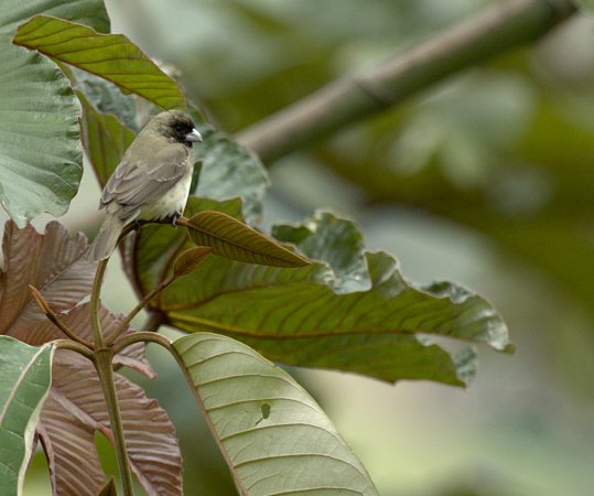 Photo (4): Yellow-bellied Seedeater