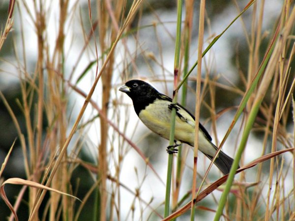 Photo (6): Yellow-bellied Seedeater
