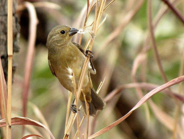Photo (2): Yellow-bellied Seedeater