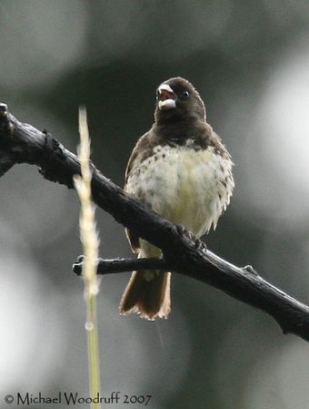 Photo (10): Yellow-bellied Seedeater