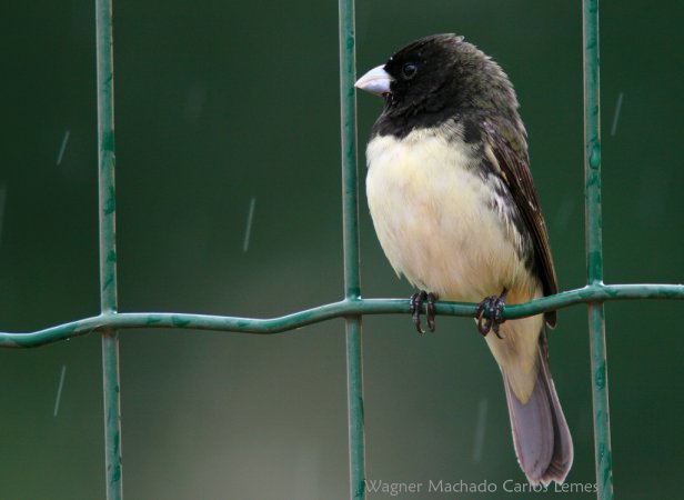 Photo (9): Yellow-bellied Seedeater